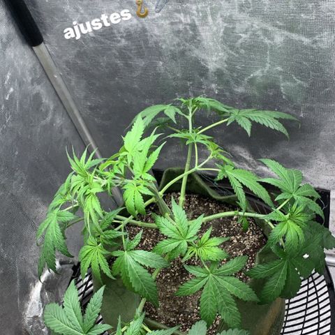 LSD25 / DONA FLORINDA growlog photo: Amarras