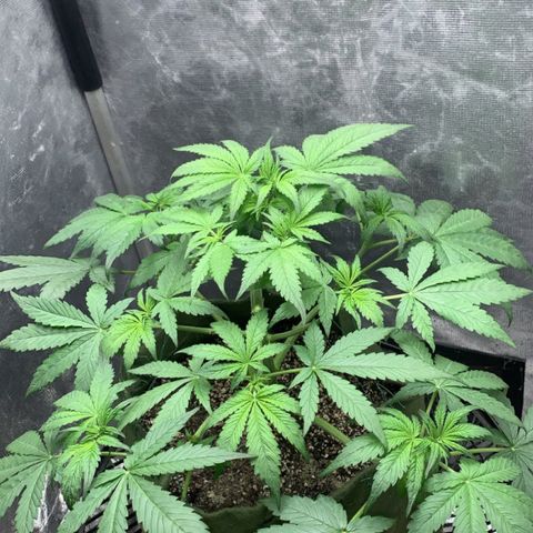 LSD25 / DONA FLORINDA growlog timeline photo