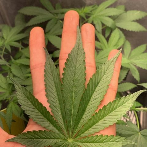 LSD25 / DONA FLORINDA growlog photo: Ajustes nas amarras
