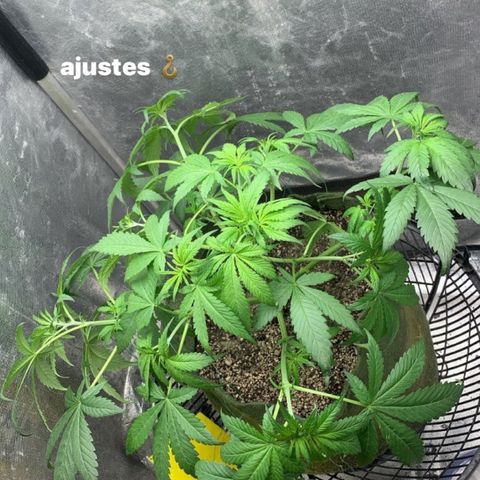 LSD25 / DONA FLORINDA growlog photo: Ajustes nas amarras