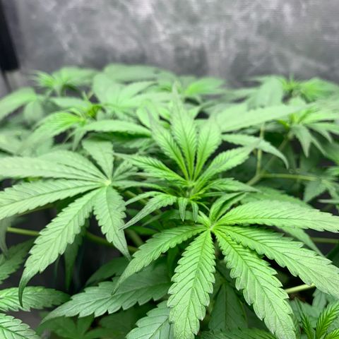 LSD25 / DONA FLORINDA growlog photo: Pistilos mais aparentes e em maior numero