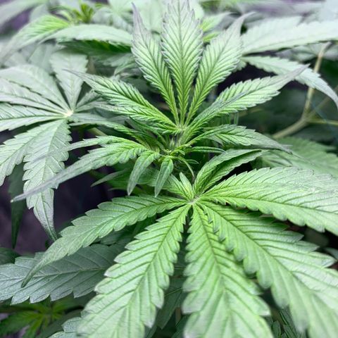 LSD25 / DONA FLORINDA growlog photo: Pistilos mais aparentes e em maior numero