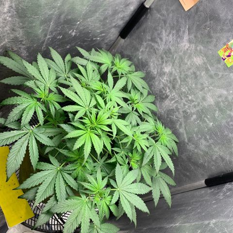 LSD25 / DONA FLORINDA growlog photo: Pistilos mais aparentes e em maior numero