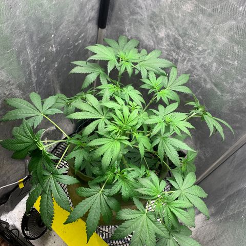 LSD25 / DONA FLORINDA growlog photo: Pequena poda de limpeza 