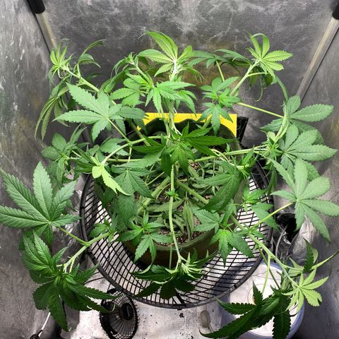 LSD25 / DONA FLORINDA growlog photo: Amarras 13:00
