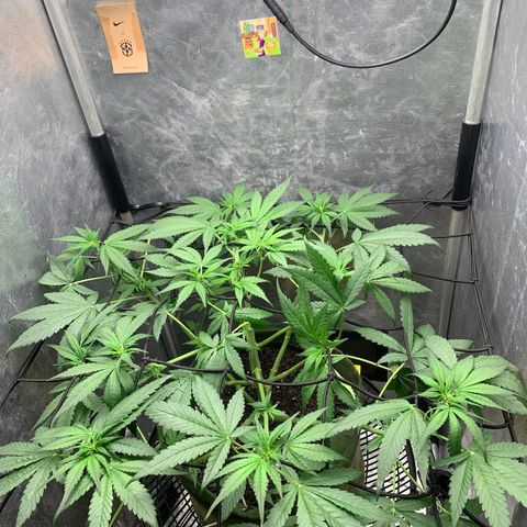 LSD25 / DONA FLORINDA growlog timeline photo