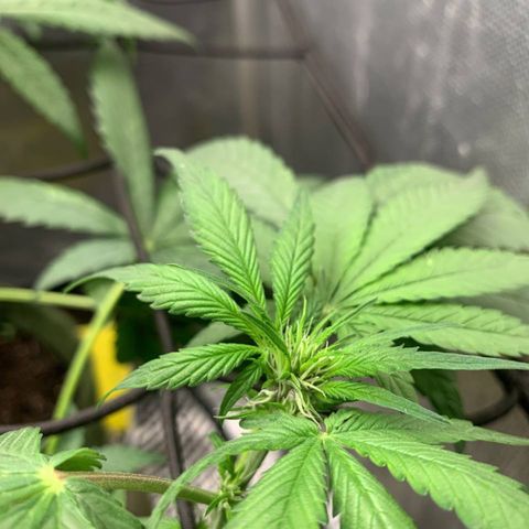 LSD25 / DONA FLORINDA growlog timeline photo