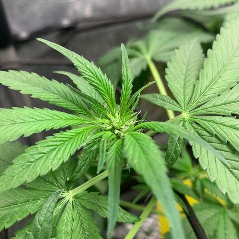 LSD25 / DONA FLORINDA growlog timeline photo