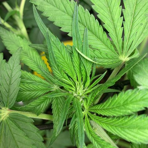 LSD25 / DONA FLORINDA growlog timeline photo