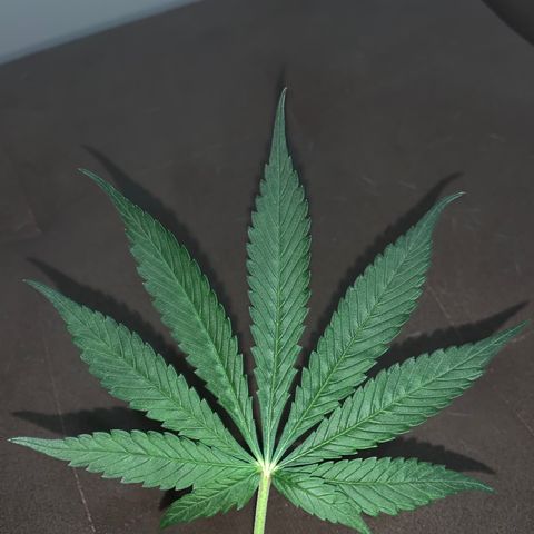 LSD25 / DONA FLORINDA growlog timeline photo
