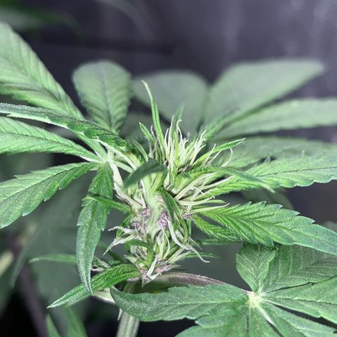 LSD25 / DONA FLORINDA growlog timeline photo