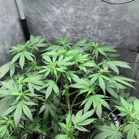 LSD25 / DONA FLORINDA growlog timeline photo