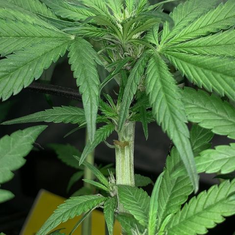 LSD25 / DONA FLORINDA growlog timeline photo