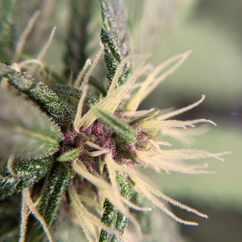 LSD25 / DONA FLORINDA growlog timeline photo