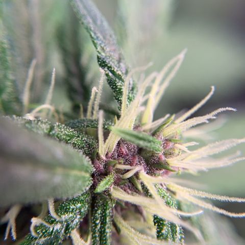 LSD25 / DONA FLORINDA growlog timeline photo