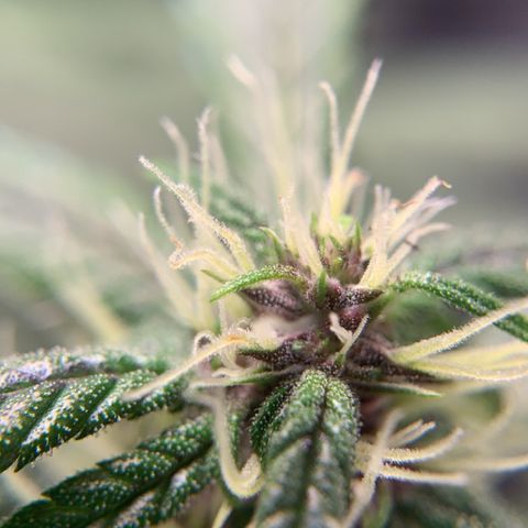 LSD25 / DONA FLORINDA growlog timeline photo