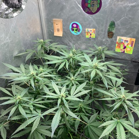 LSD25 / DONA FLORINDA growlog timeline photo