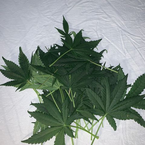 LSD25 / DONA FLORINDA growlog timeline photo