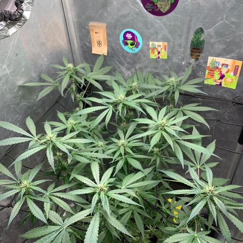 LSD25 / DONA FLORINDA growlog timeline photo