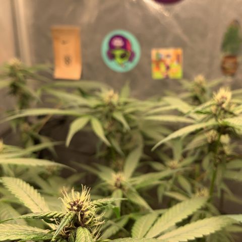 LSD25 / DONA FLORINDA growlog timeline photo