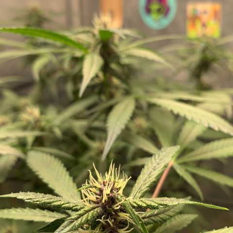 LSD25 / DONA FLORINDA growlog timeline photo