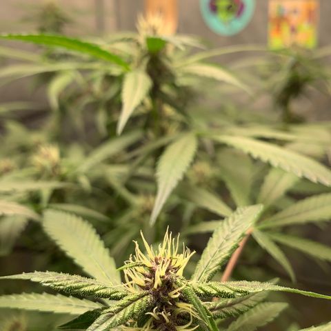 LSD25 / DONA FLORINDA growlog timeline photo