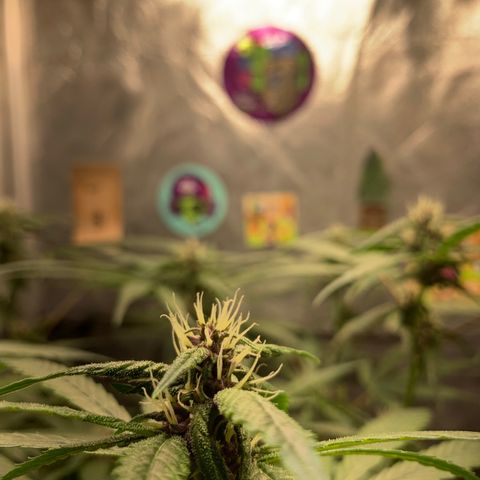 LSD25 / DONA FLORINDA growlog timeline photo