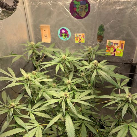 LSD25 / DONA FLORINDA growlog timeline photo