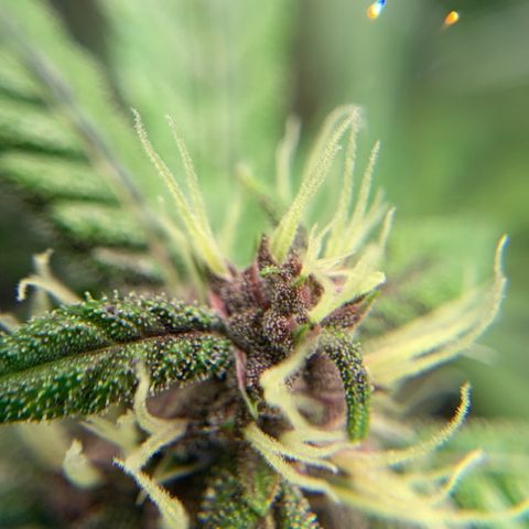 LSD25 / DONA FLORINDA growlog photo: Na régua 