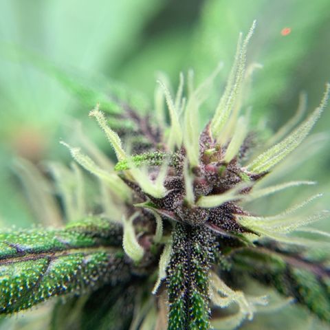 LSD25 / DONA FLORINDA growlog photo: Na régua 