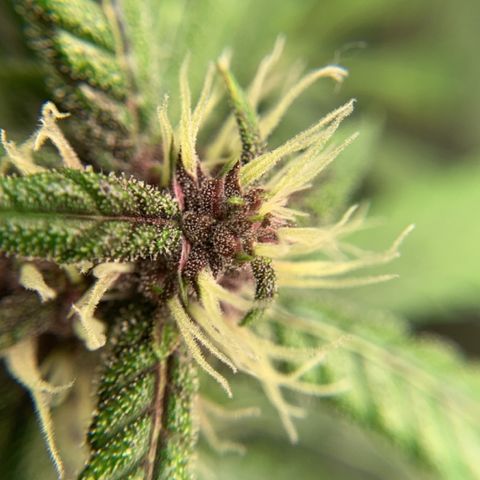 LSD25 / DONA FLORINDA growlog photo: Na régua 