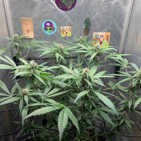 LSD25 / DONA FLORINDA growlog photo: Na régua 