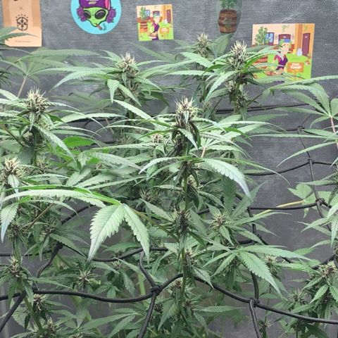 LSD25 / DONA FLORINDA growlog photo: Na régua 