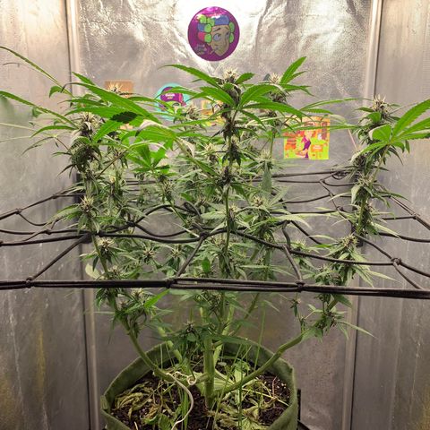 LSD25 / DONA FLORINDA growlog photo: Na régua 