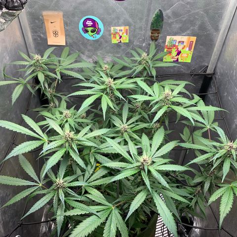 LSD25 / DONA FLORINDA growlog photo: Na régua 