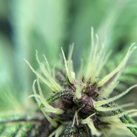 LSD25 / DONA FLORINDA growlog photo: Na régua 