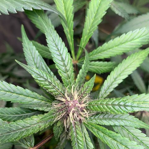 LSD25 / DONA FLORINDA growlog timeline photo