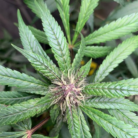LSD25 / DONA FLORINDA growlog timeline photo