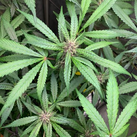 LSD25 / DONA FLORINDA growlog timeline photo