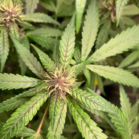 LSD25 / DONA FLORINDA growlog timeline photo