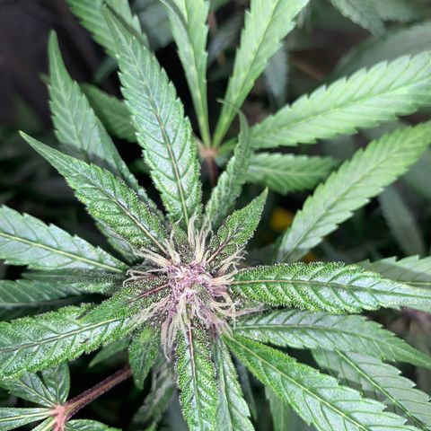 LSD25 / DONA FLORINDA growlog timeline photo