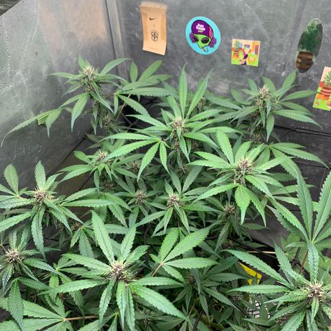 LSD25 / DONA FLORINDA growlog timeline photo