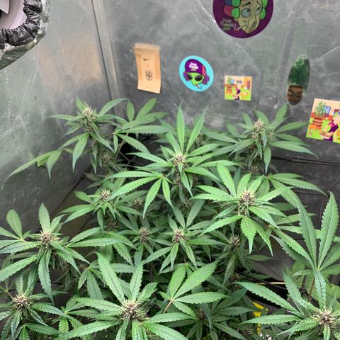 LSD25 / DONA FLORINDA growlog timeline photo