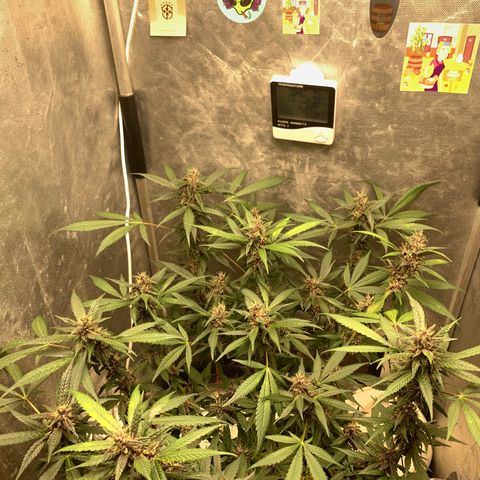 LSD25 / DONA FLORINDA growlog timeline photo