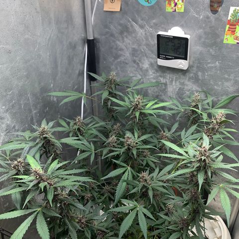 LSD25 / DONA FLORINDA growlog timeline photo
