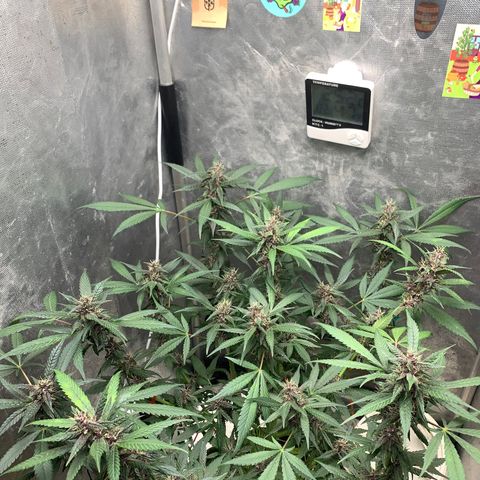 LSD25 / DONA FLORINDA growlog timeline photo