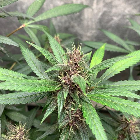 LSD25 / DONA FLORINDA growlog timeline photo