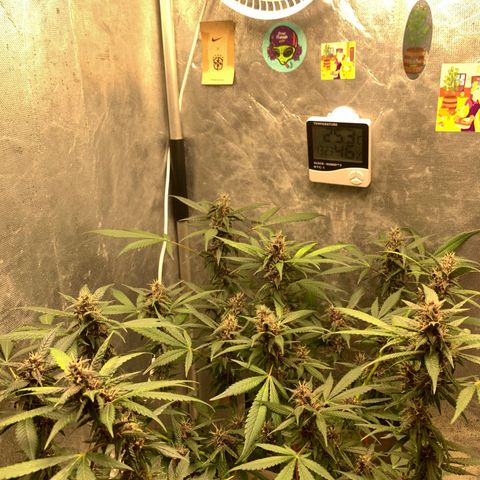 LSD25 / DONA FLORINDA growlog timeline photo