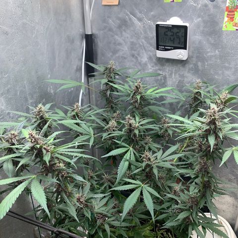 LSD25 / DONA FLORINDA growlog timeline photo