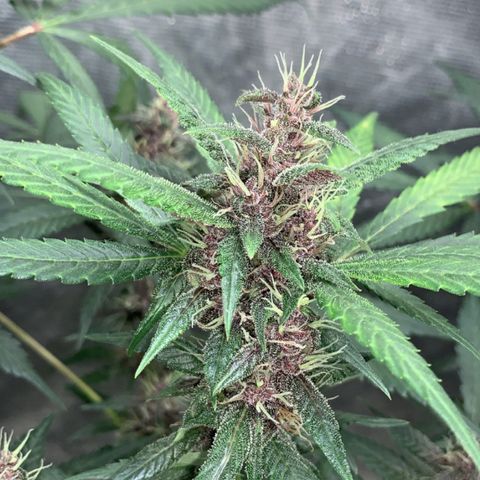 LSD25 / DONA FLORINDA growlog timeline photo